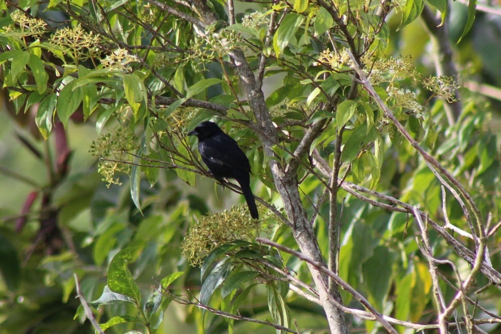 Smooth-billed Ani - Ana María  Gil Murillo