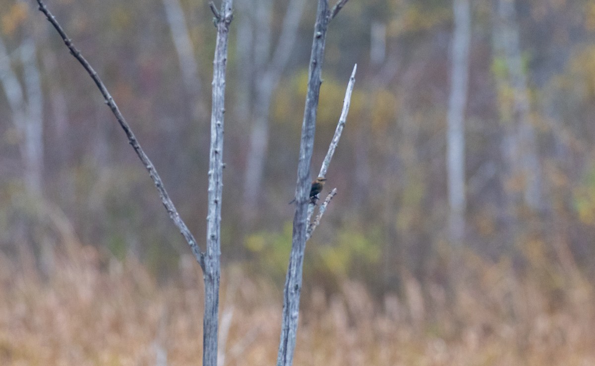 Rusty Blackbird - ML272751271