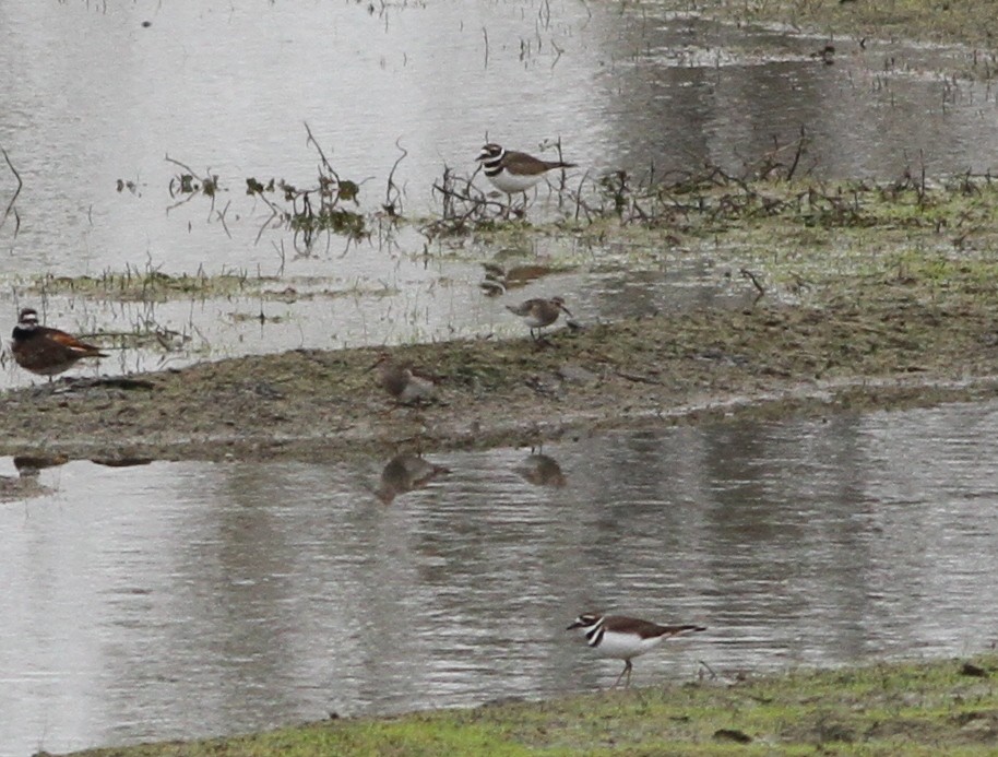 Baird's Sandpiper - ML272751531