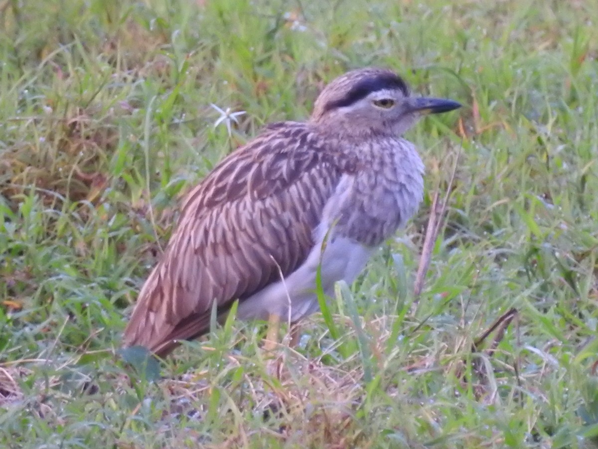 Double-striped Thick-knee - ML272753011