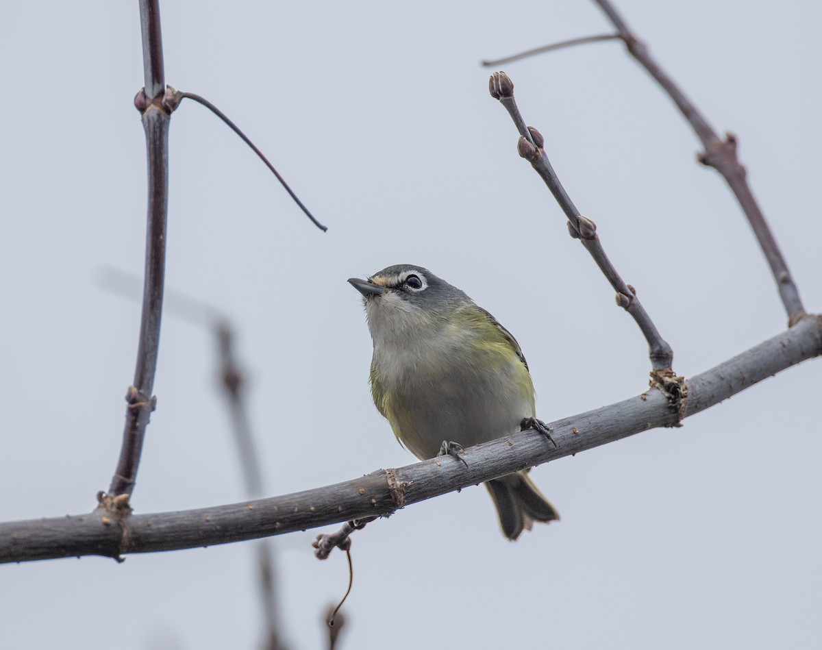 Blue-headed Vireo - Matthew Sabourin