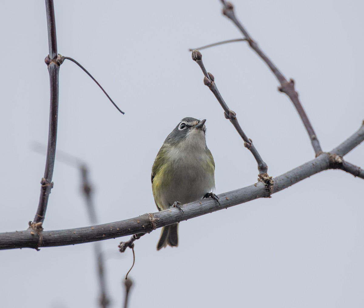 Blue-headed Vireo - Matthew Sabourin