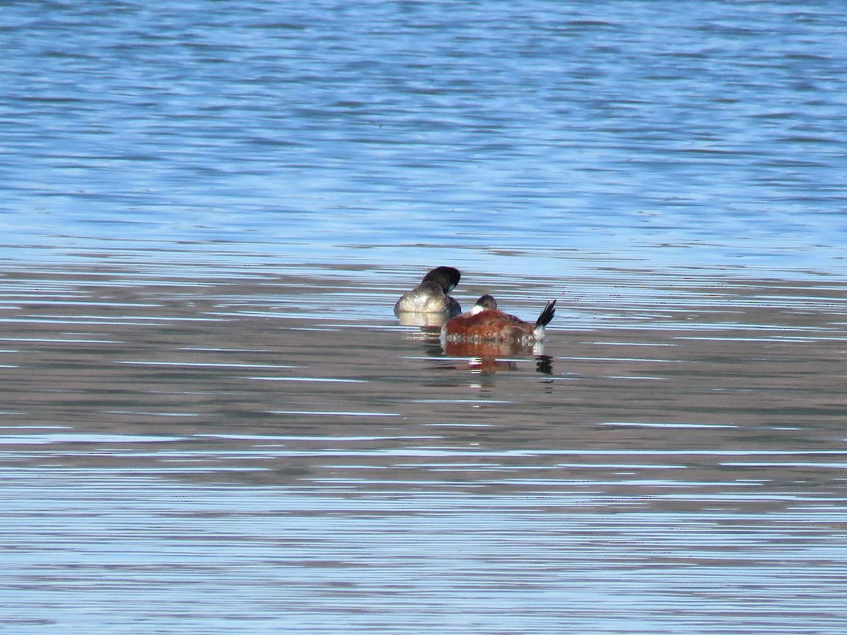 Ruddy Duck - ML27275691