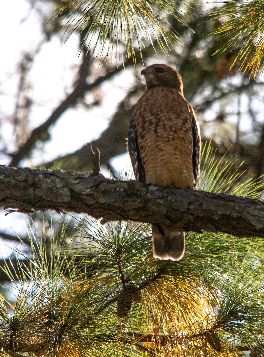 Red-shouldered Hawk - ML272757071