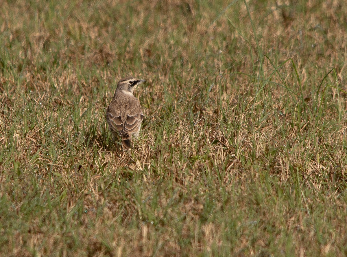 Horned Lark - ML272757201