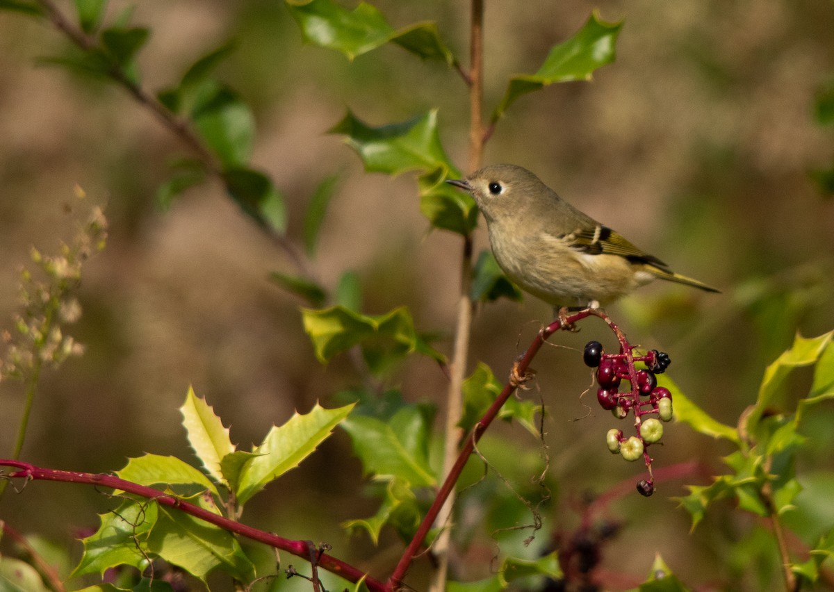 Ruby-crowned Kinglet - ML272757281