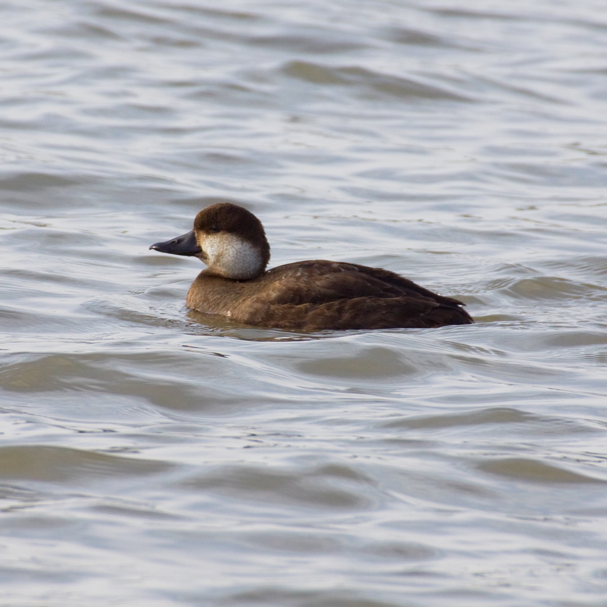 Black Scoter - ML272759641