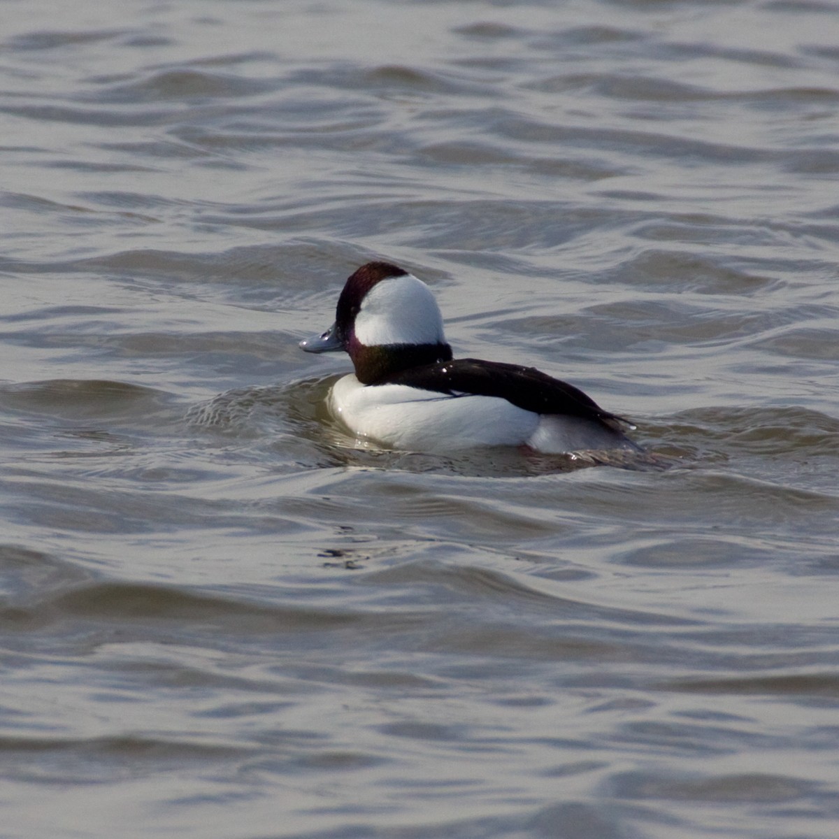 Bufflehead - ML272759811