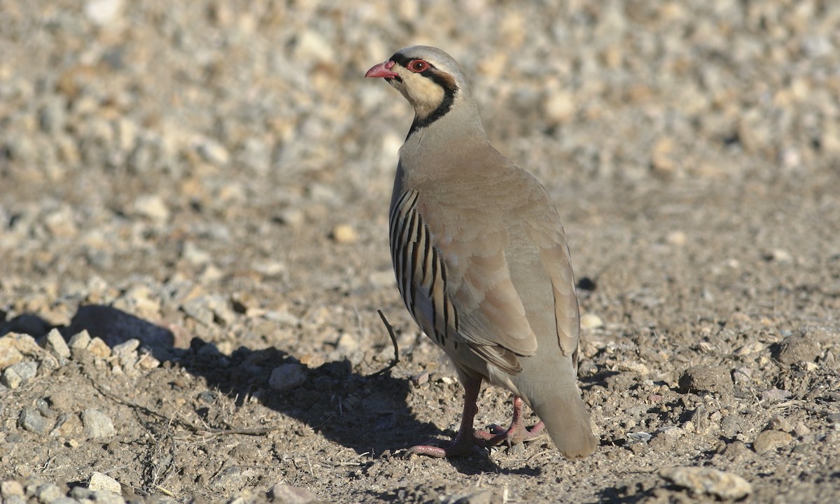 Chukar - Brian Sullivan