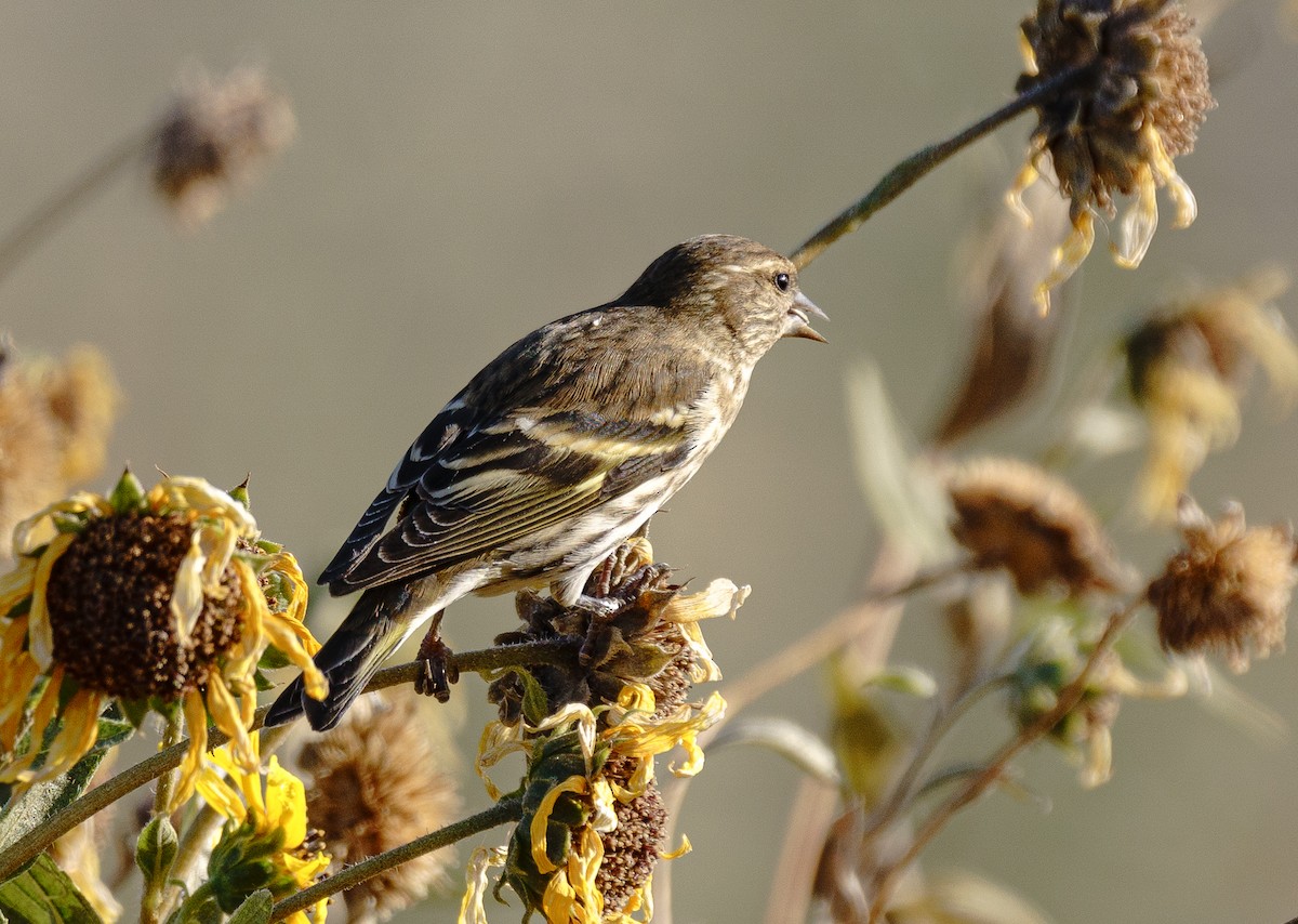 Pine Siskin - ML272760441