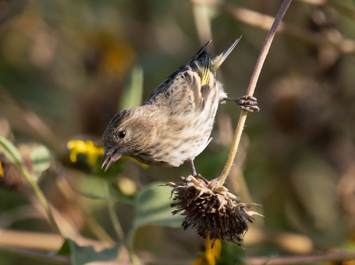 Pine Siskin - ML272761861