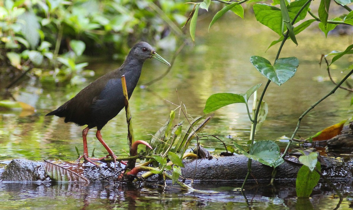 Blackish Rail - ML27276211