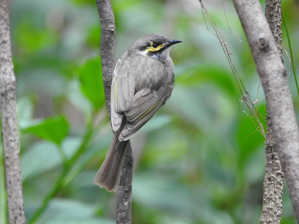 Yellow-faced Honeyeater - ML272764561