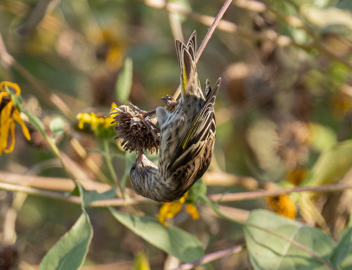 Pine Siskin - ML272764921