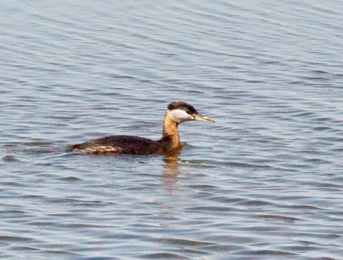 Red-necked Grebe - Paul Friesen