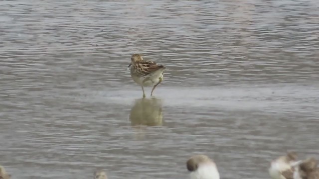 Сүүл элсэг - ML272766771