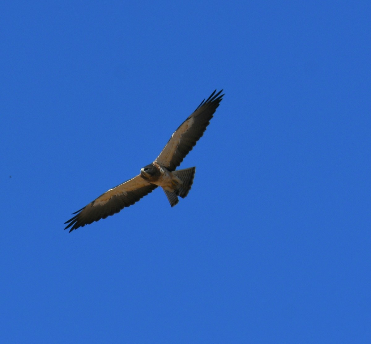 Swainson's Hawk - ML272768531