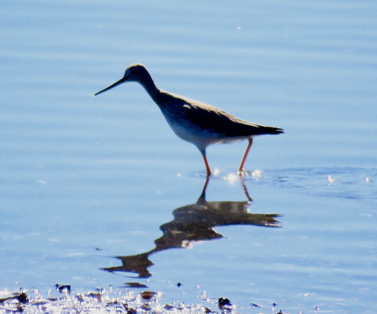 Greater Yellowlegs - Randy Bumbury