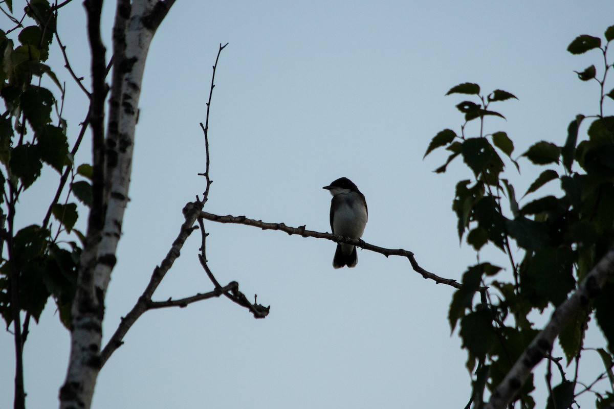 Eastern Kingbird - Richard Littauer