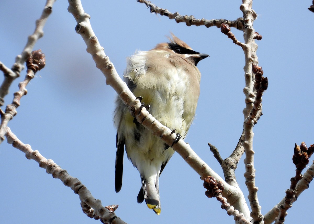 Cedar Waxwing - ML272769501