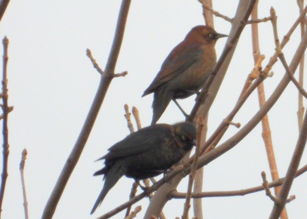 Rusty Blackbird - ML272769531