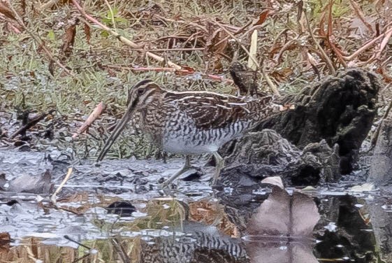 Wilson's Snipe - ML272769811