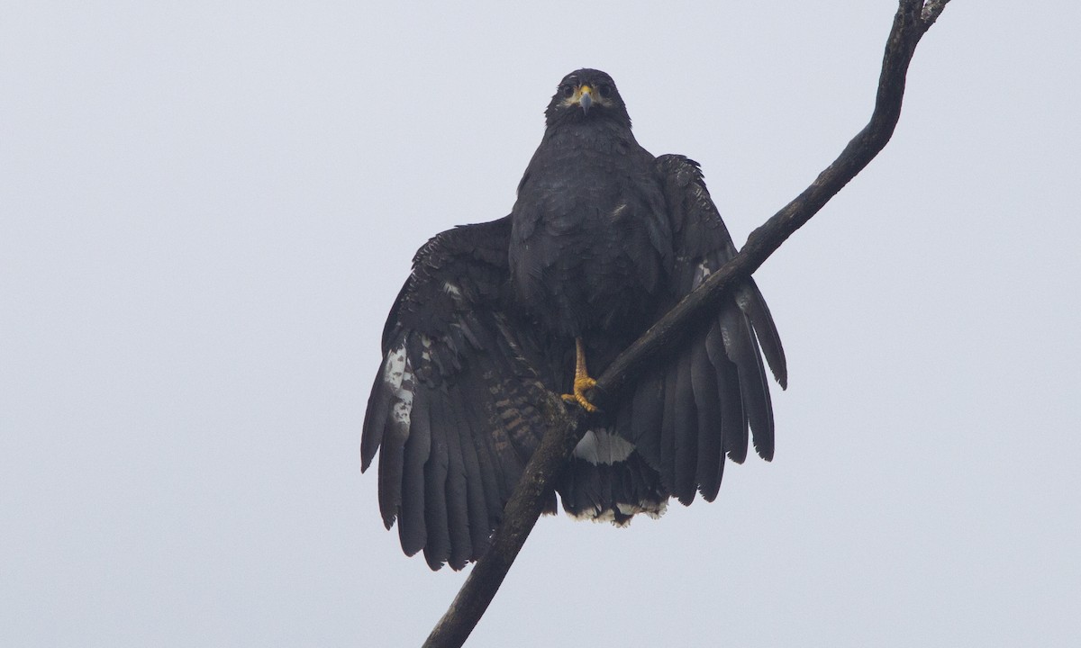 Common Black Hawk (Common) - Brian Sullivan