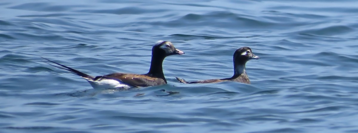 Long-tailed Duck - ML27277071