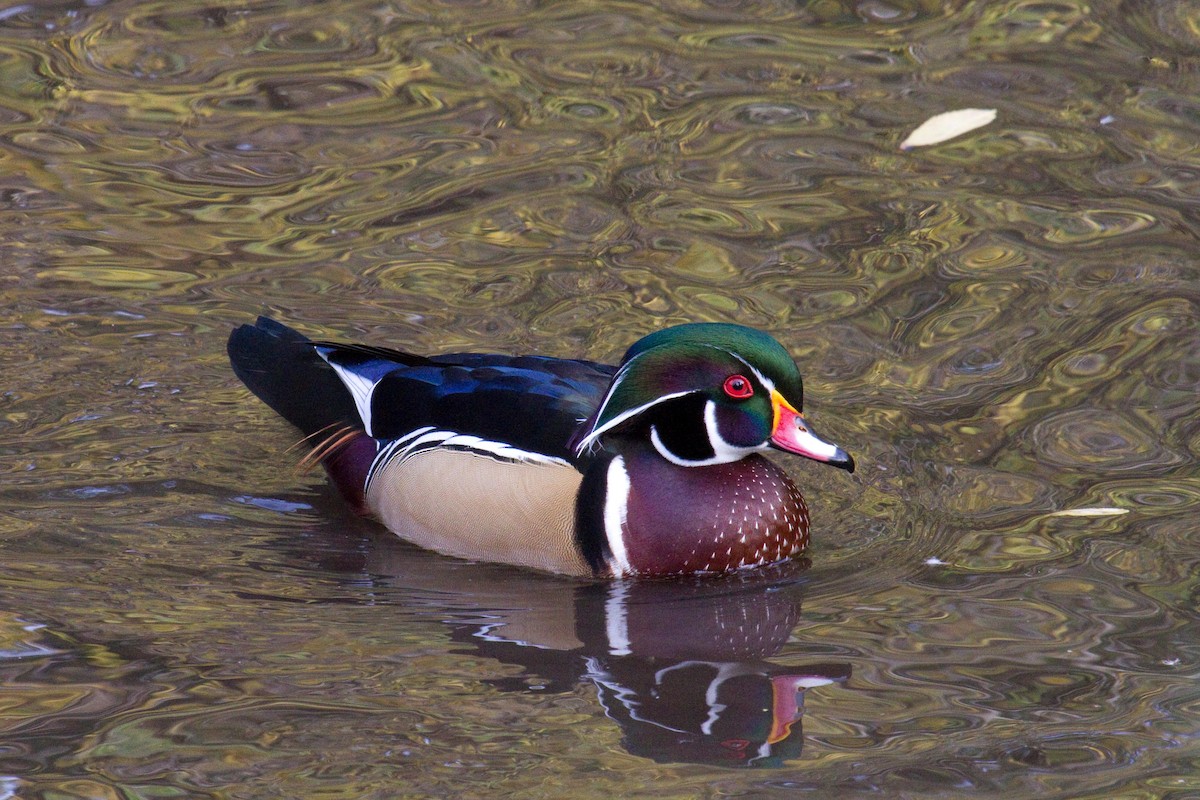 Wood Duck - ML272771131