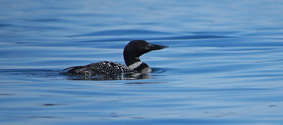 Plongeon huard - ML27277131