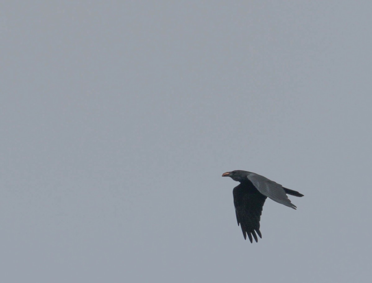 Common Raven - ML272771381