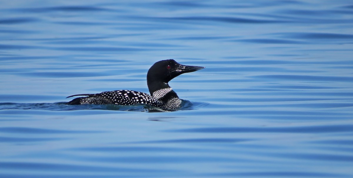 Plongeon huard - ML27277141