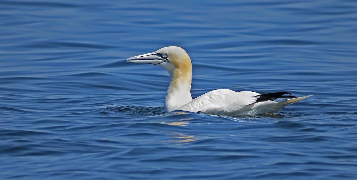 Northern Gannet - ML27277161