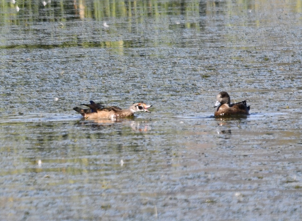 Wood Duck - larry nigro