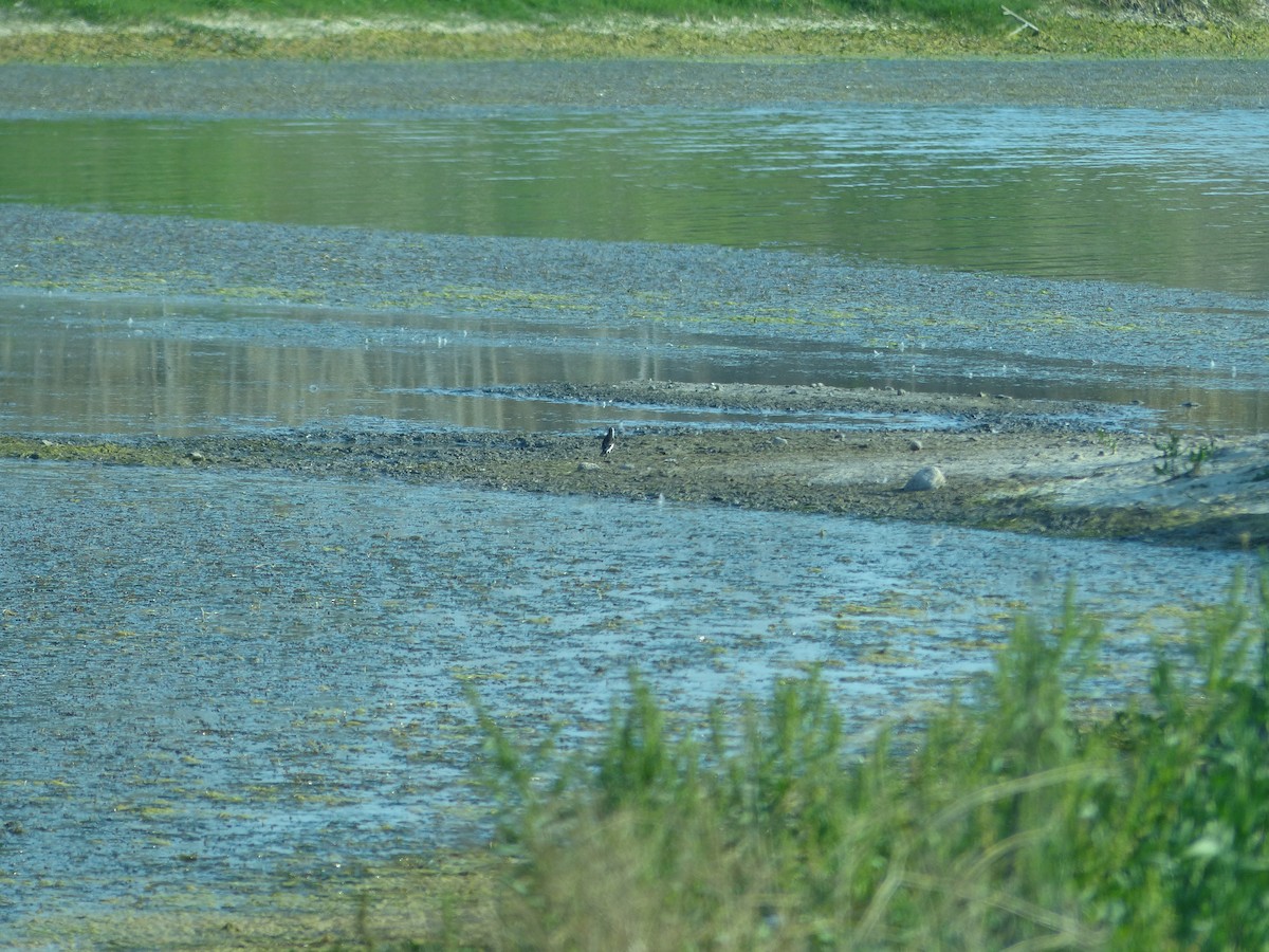 Black-backed Water-Tyrant - ML272773481