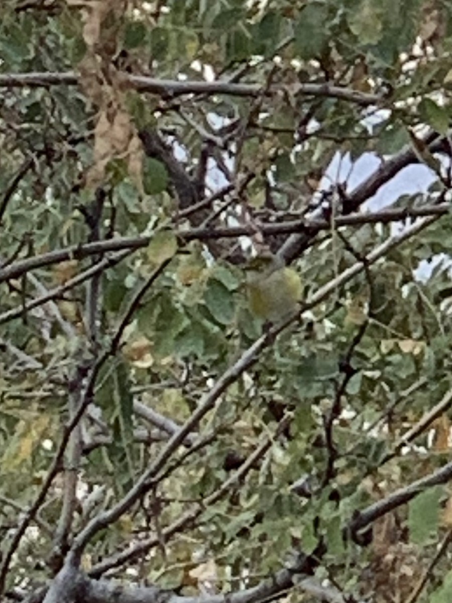 White-eyed Vireo - ML272774561
