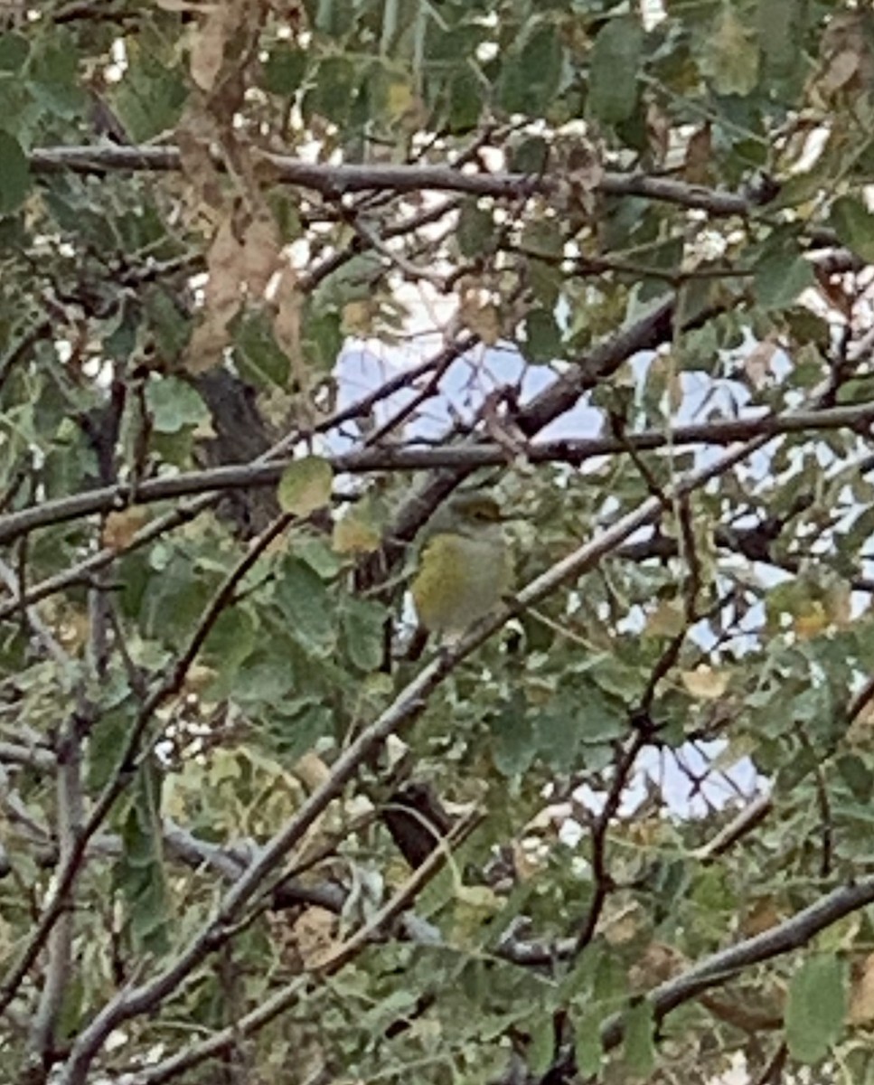 White-eyed Vireo - ML272774711