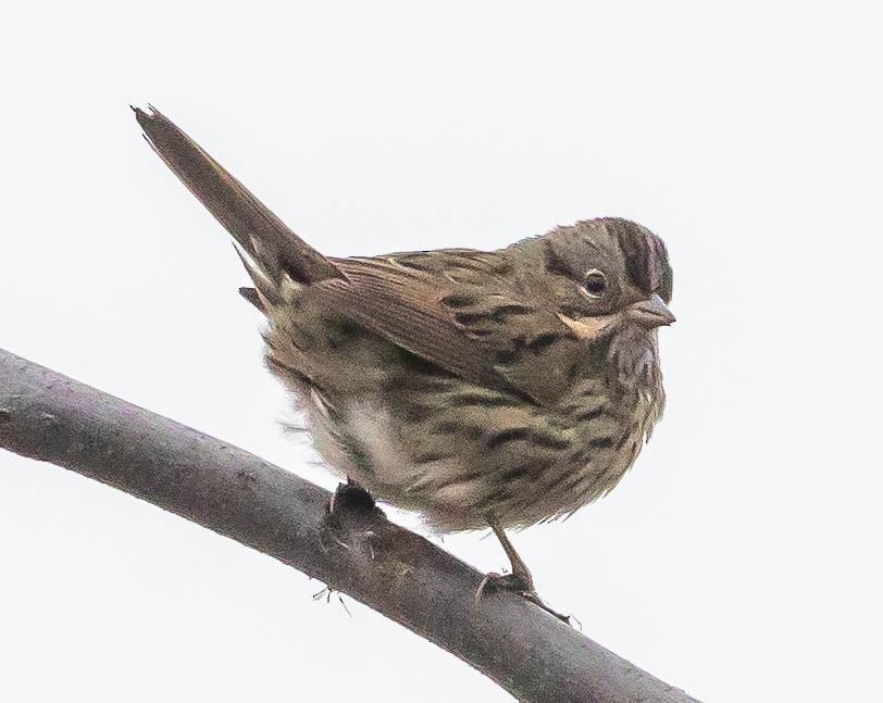 Lincoln's Sparrow - ML272774741