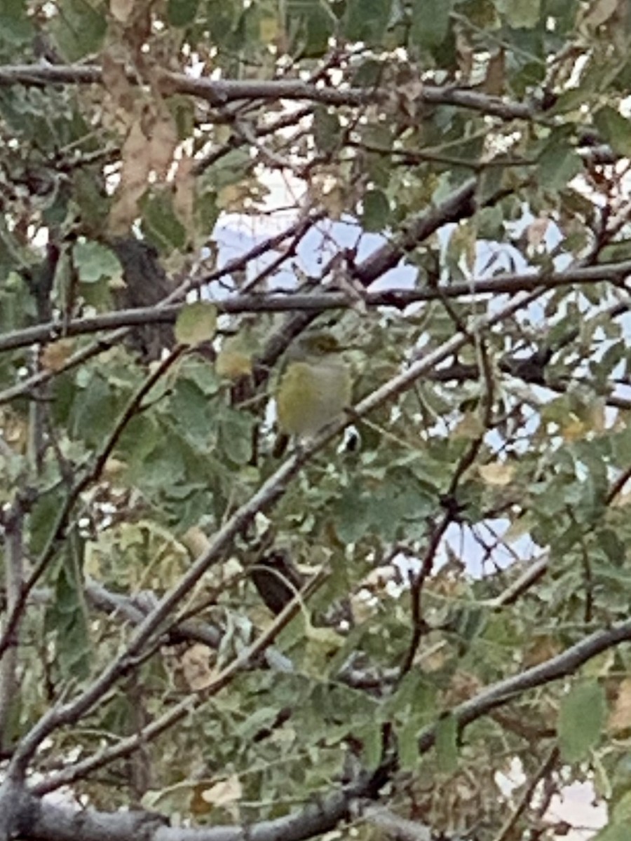 White-eyed Vireo - ML272774781