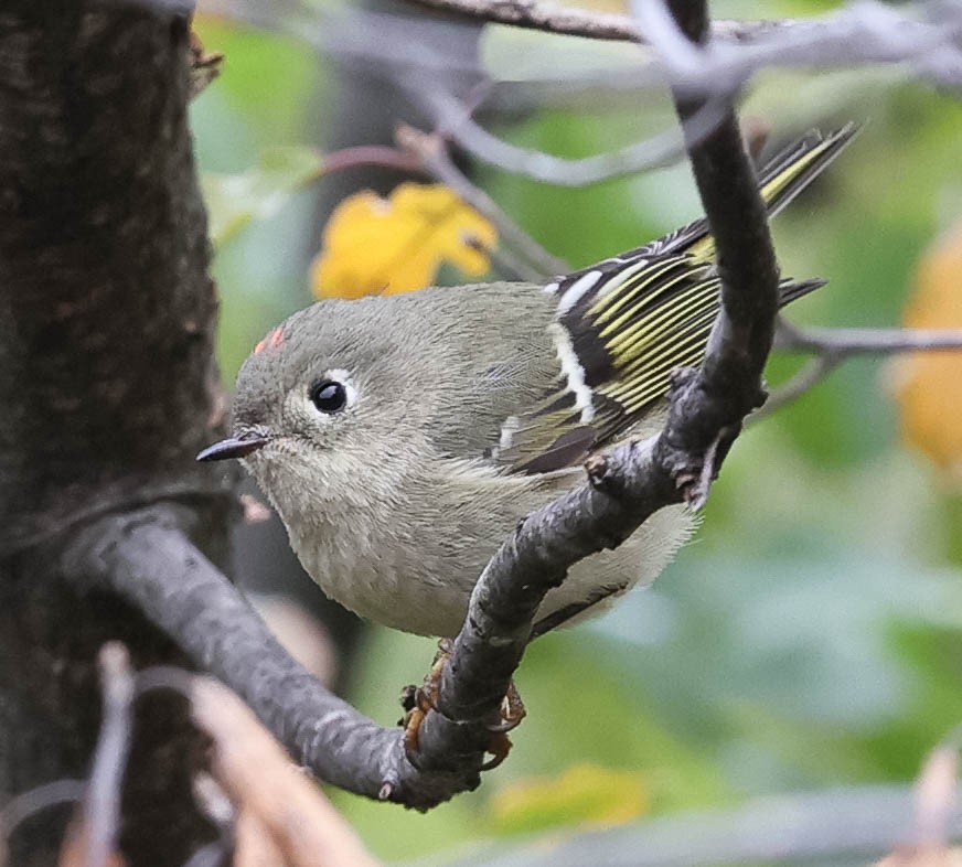 Ruby-crowned Kinglet - ML272775831