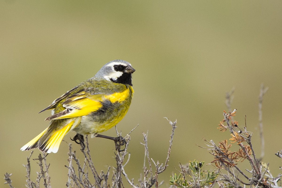 White-bridled Finch - ML272776521