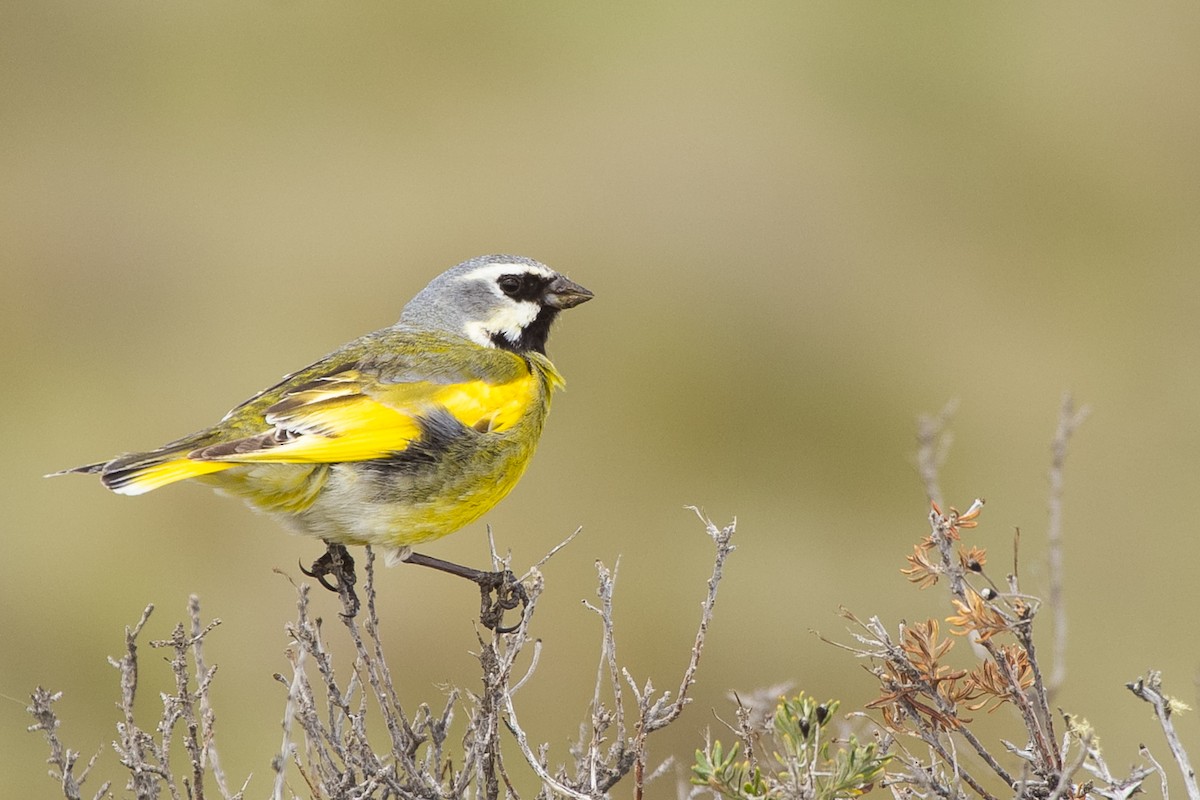 White-bridled Finch - ML272776551