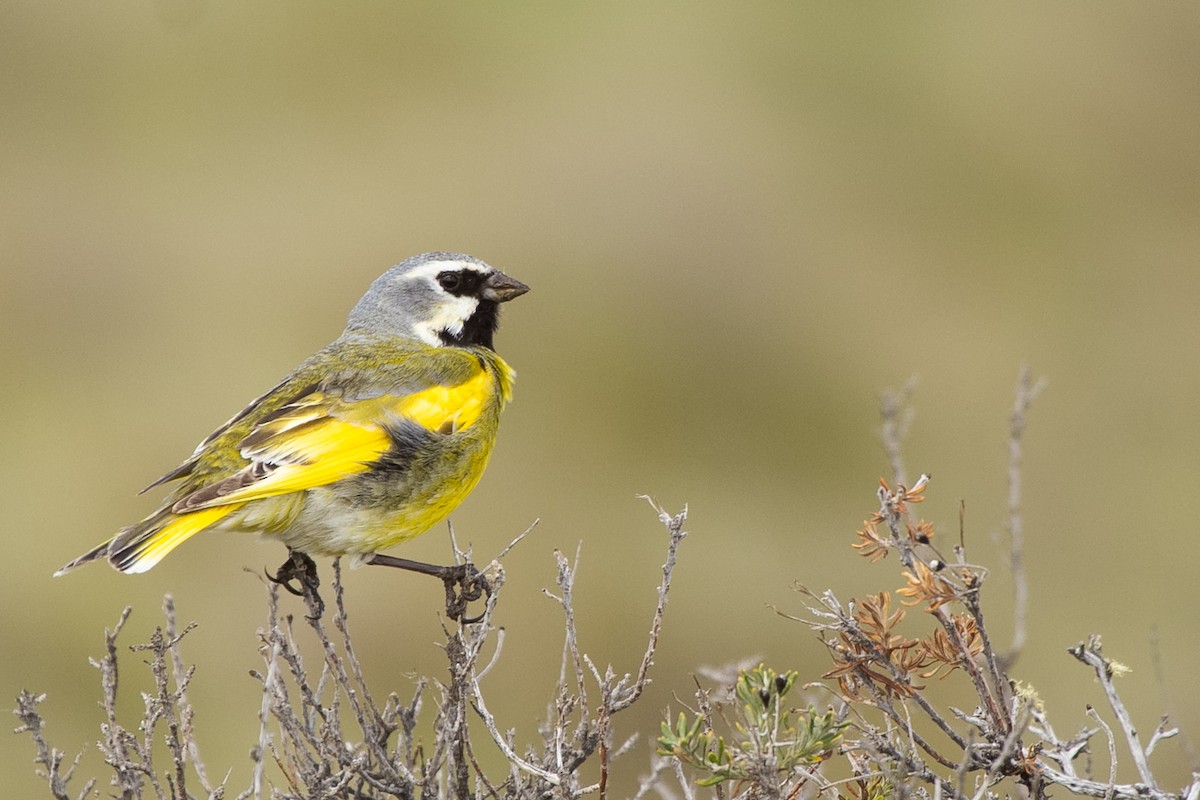 White-bridled Finch - Pablo Andrés Cáceres Contreras