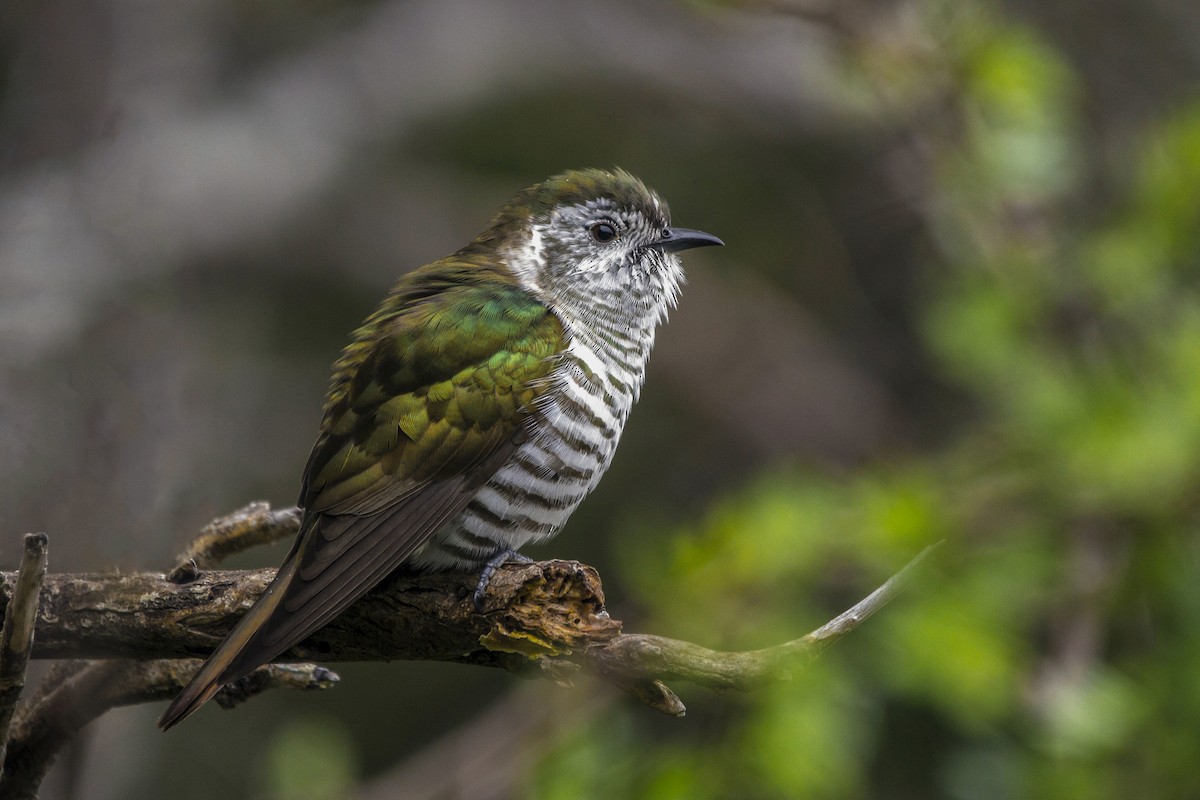 Shining Bronze-Cuckoo - ML272776741