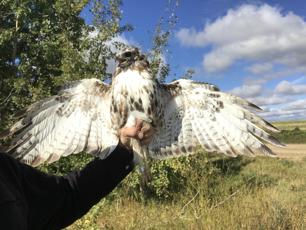Red-tailed Hawk (borealis) - ML272777901
