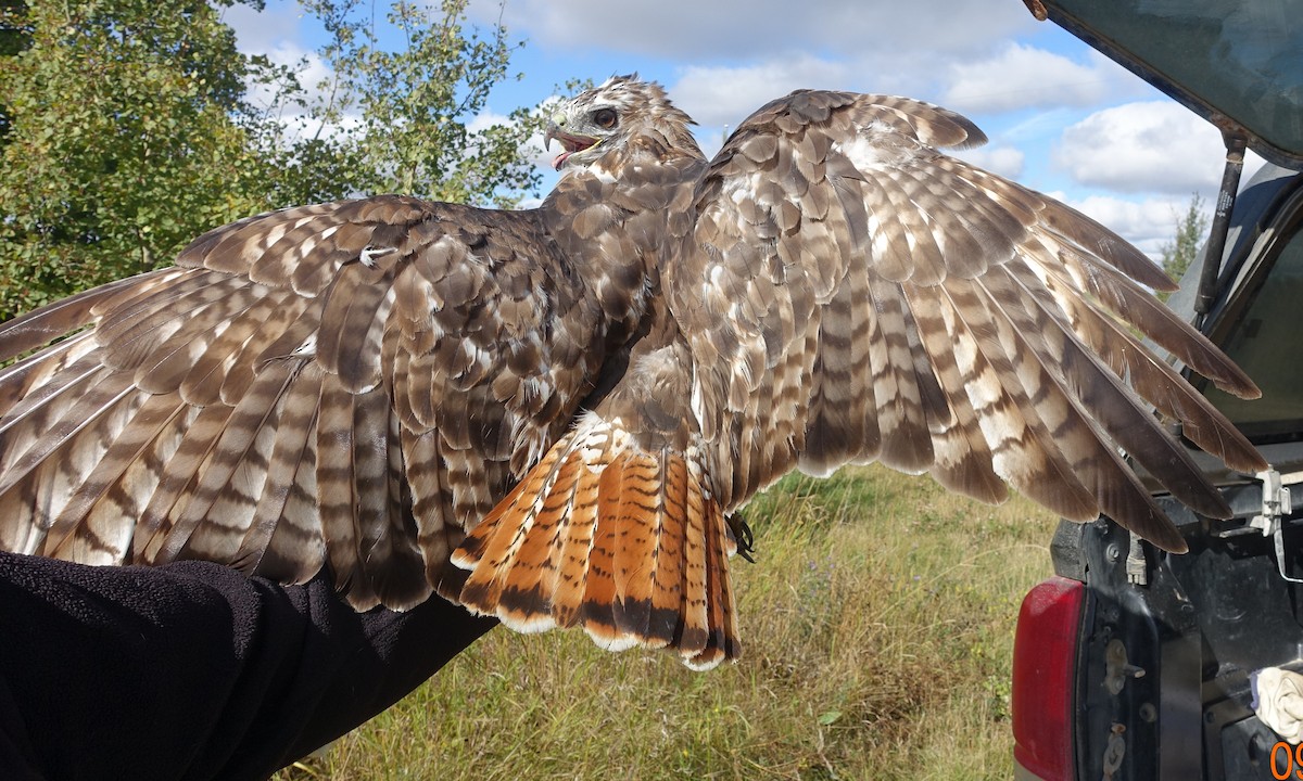Red-tailed Hawk (borealis) - ML272777991