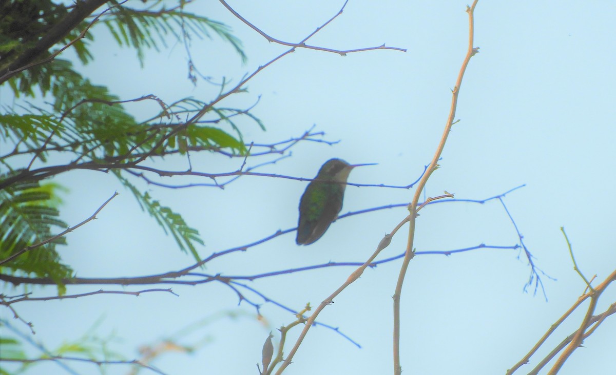 kolibřík bělobřichý - ML272778011