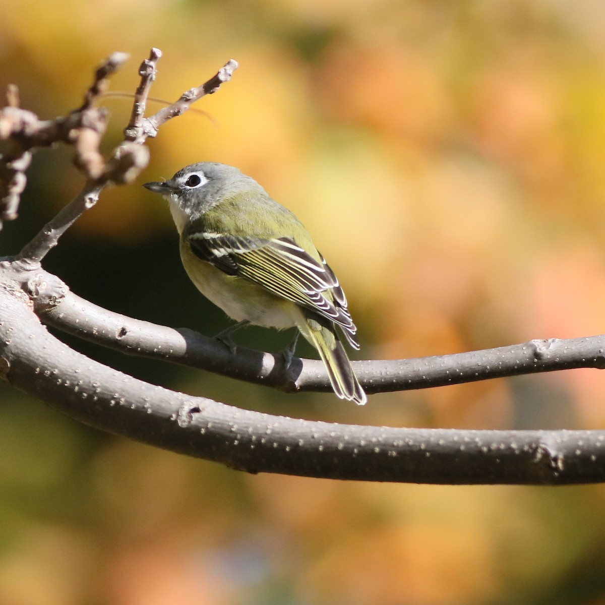 Vireo Solitario - ML272778161