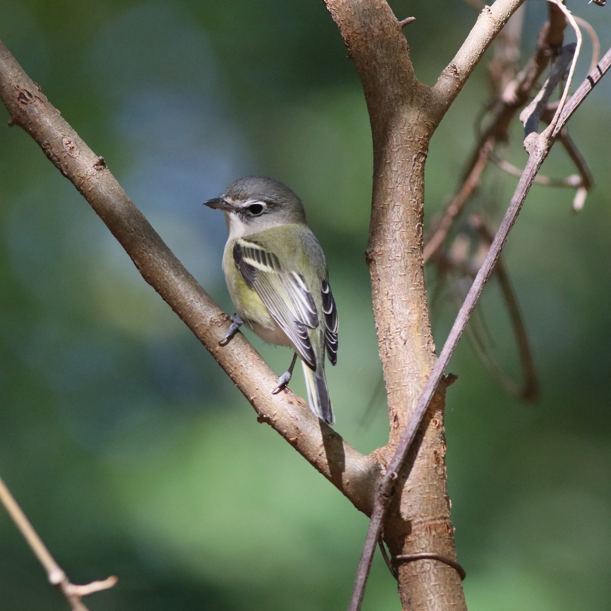 Blue-headed Vireo - ML272778361