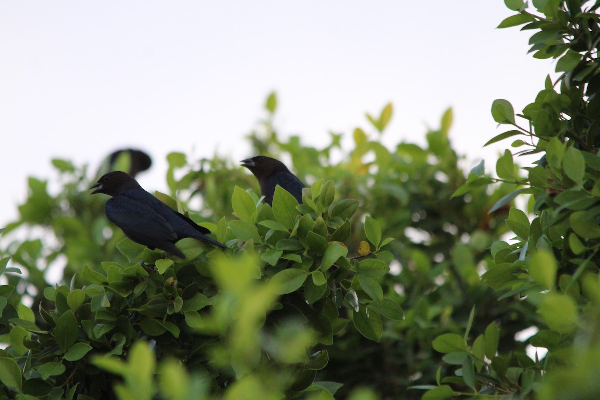 Brown-headed Cowbird - Casandra Yuliana  Dimas Granillo